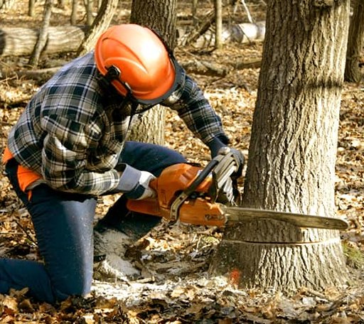 Tree Removal in Mcgrew, NE